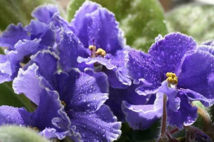 50PCS Mix Colors Violet Seeds Garden Violet Flowers Perennial (MIX Color)