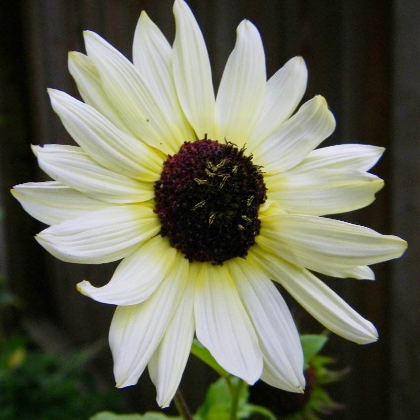 Italian White Sunflower Seeds 50+ Helianthus Debilis Flower USA Annual