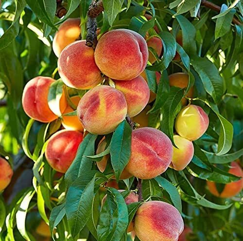 Peach Tree Seeds – Grow Delicious Peaches – Made in USA. Ships from Iowa