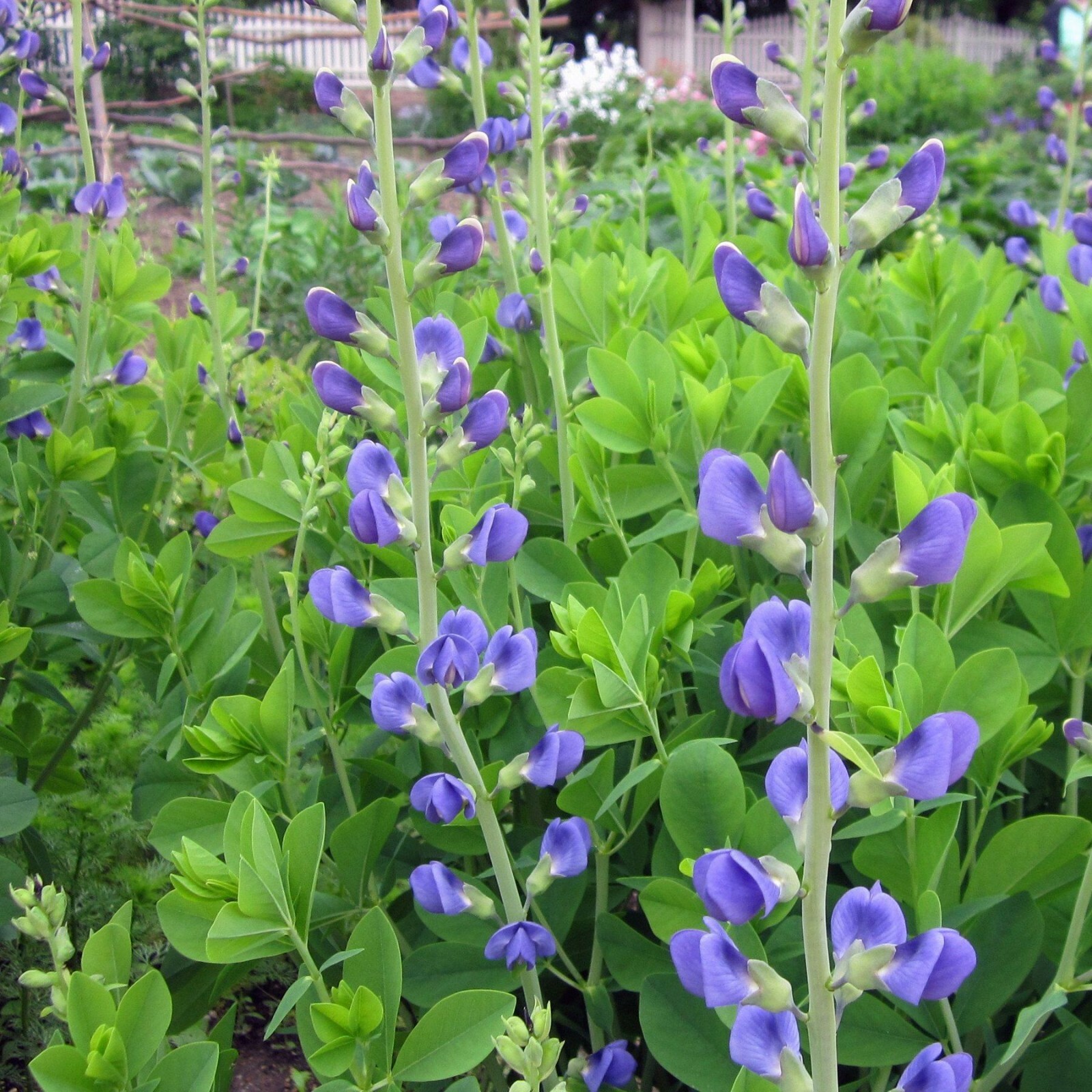 false blue indigo seeds