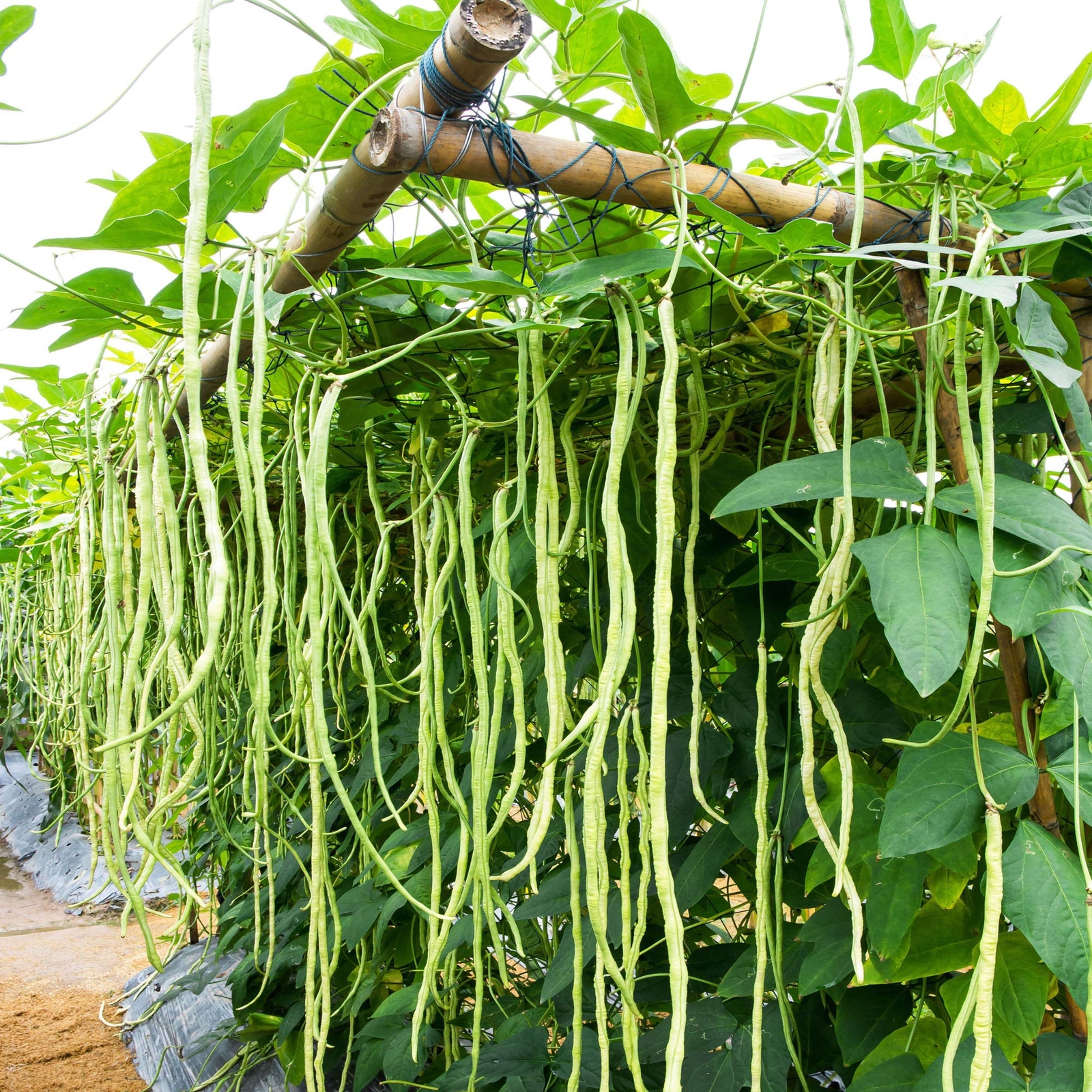 Cow Pea Seeds for Planting | 50+ Seeds + | Made in USA, Ships from Iowa. Non-GMO
