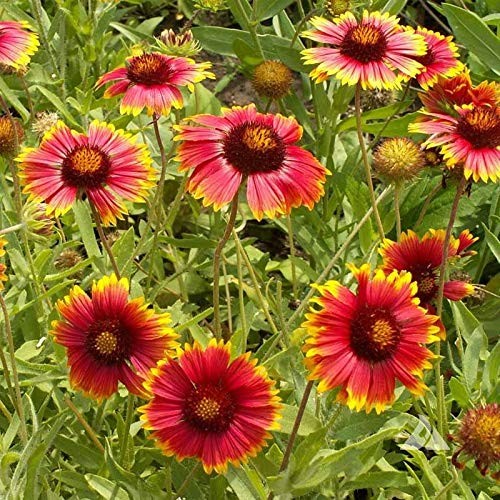 Gaillardia Aristata Red Blanket Flower Seeds 1/4 LB, Perennial Wildflower Mix