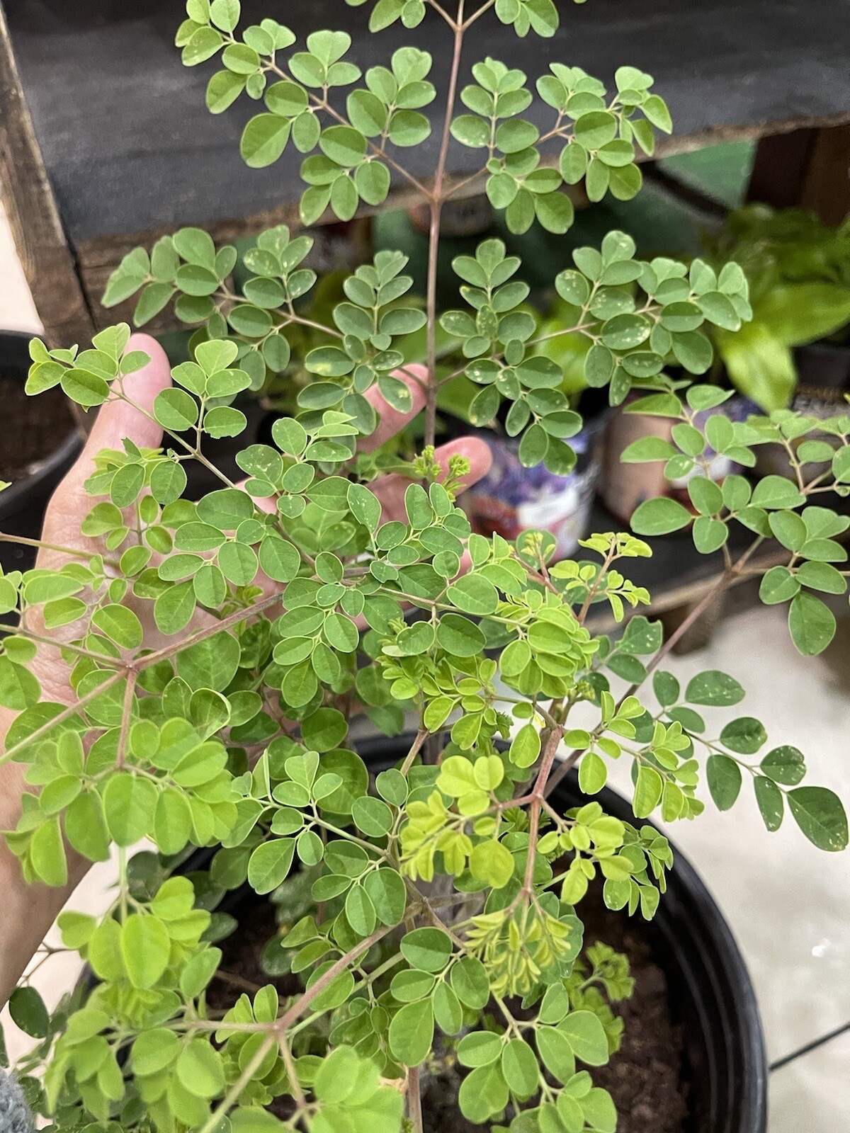 100+ SEEDS Organic Moringa | Malunggay SEEDS for Planting