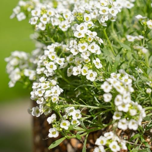 20,000+ White Sweet Alyssum Seeds for Planting – Pure White Carpet of Snow