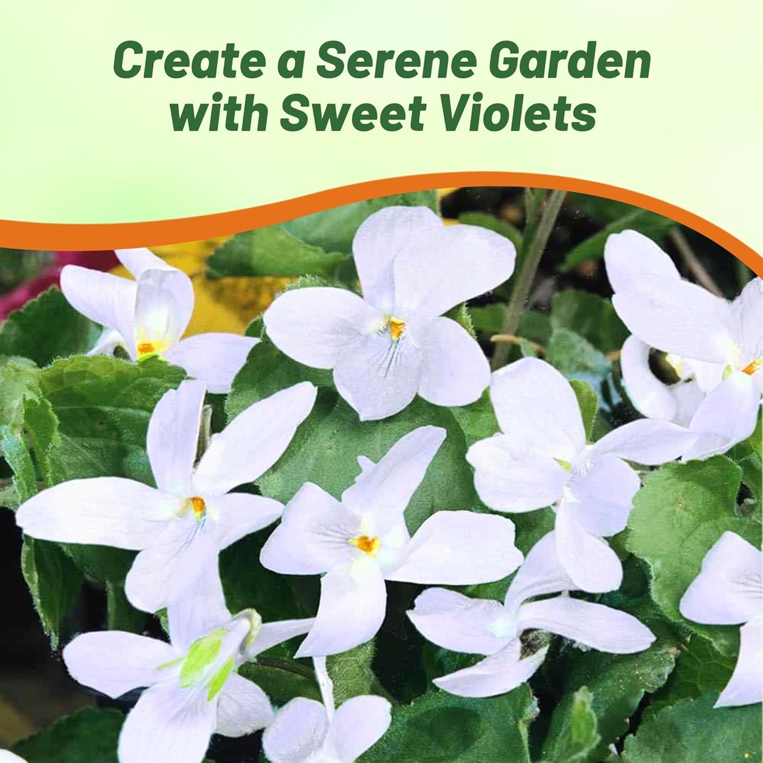 100 Seeds Viola Odorata Sweet Violet Reine De Neiges Flower Seeds