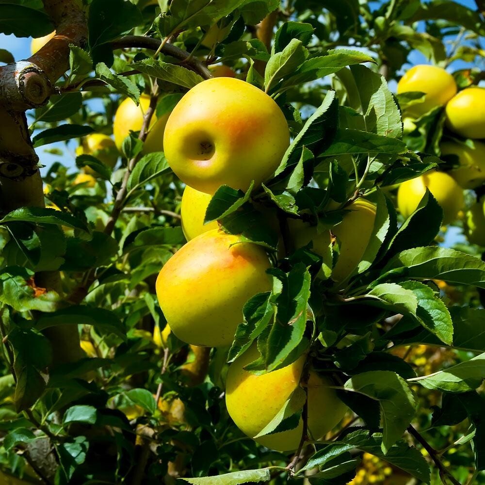 50 Golden Delicious Apple Tree Seeds – FRESH SEEDS