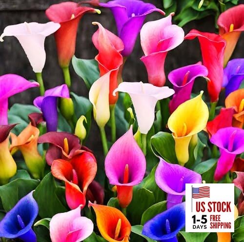 100Pcs Calla Lily Seeds Beautiful Flowers Mix Color Perennial Plant