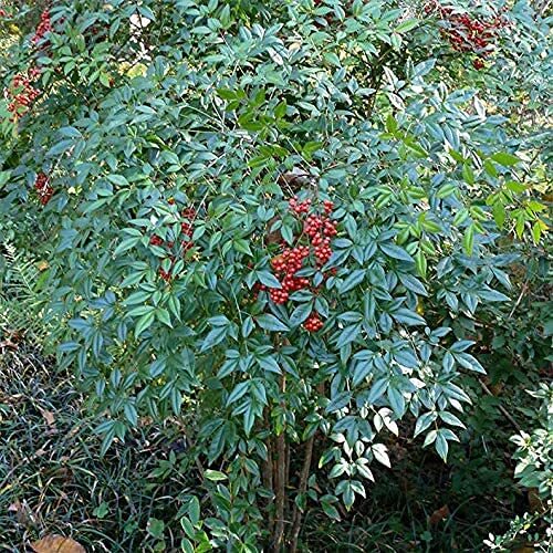 100+ Bamboo Seeds for Planting | Exotic and Fast Growing | Ships from Iowa, USA