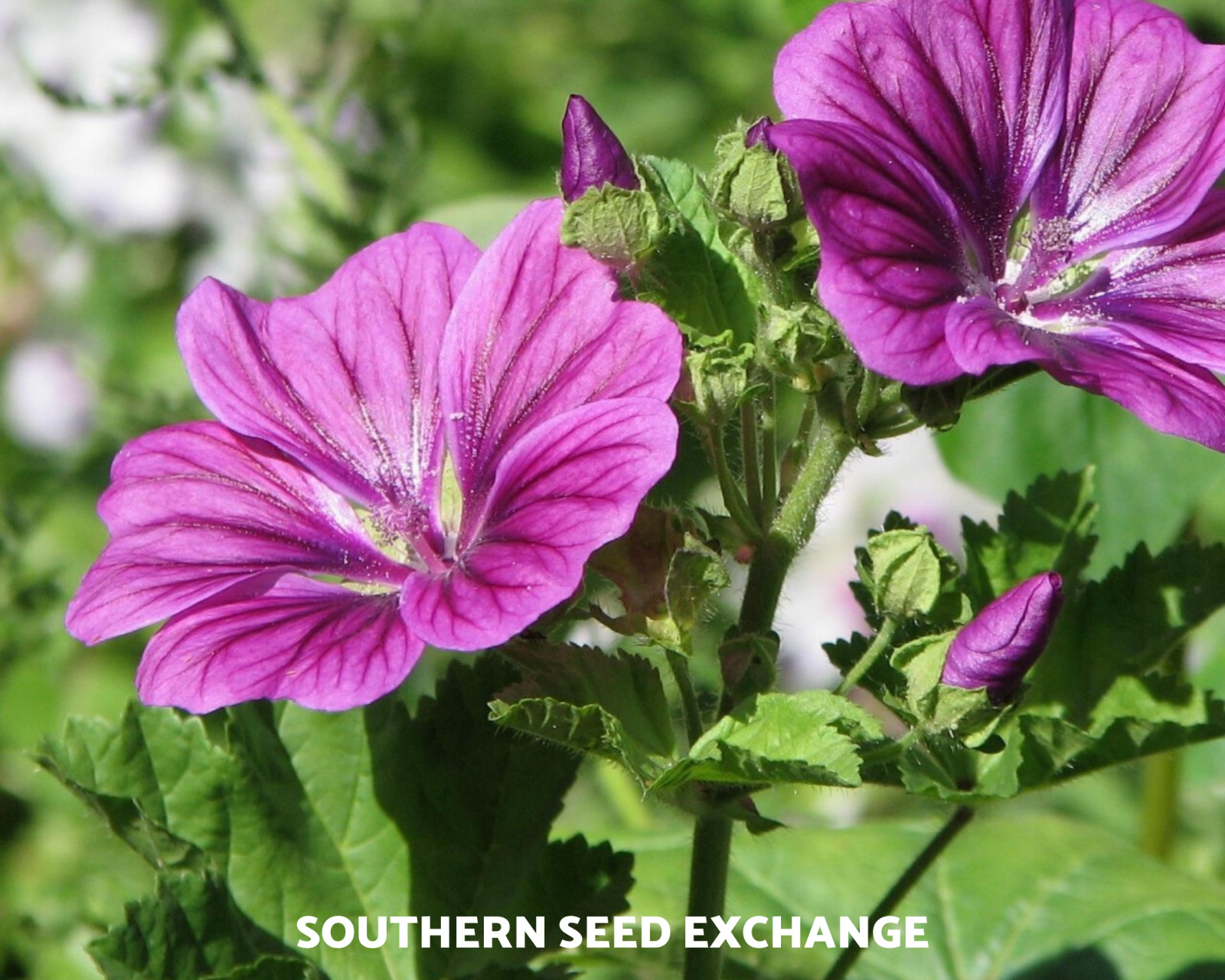 Hollyhock, French – 25 Seeds – Heirloom – Medicinal Herb (Malva Sylvestris)