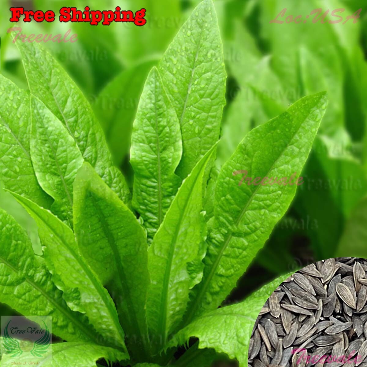 You Mai Cai, Youmai, Youmaicai, Lettuce Indian Long, Sword Lettuce SEEDS|NON-GMO