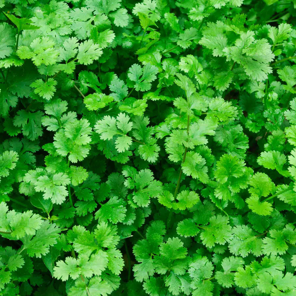 Cilantro Seeds – Slow Bolt – Organic Seeds – non gmo