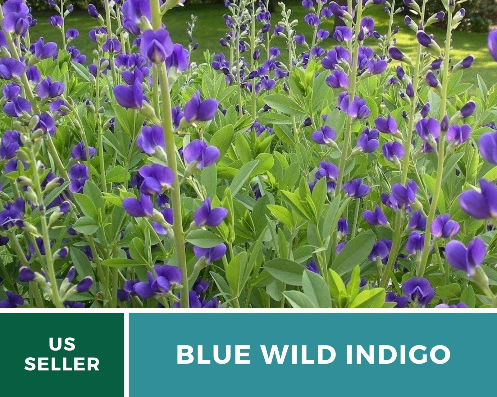 Indigo, Blue Wild – Heirloom Seeds – Brilliant Blue and Purple Blooms