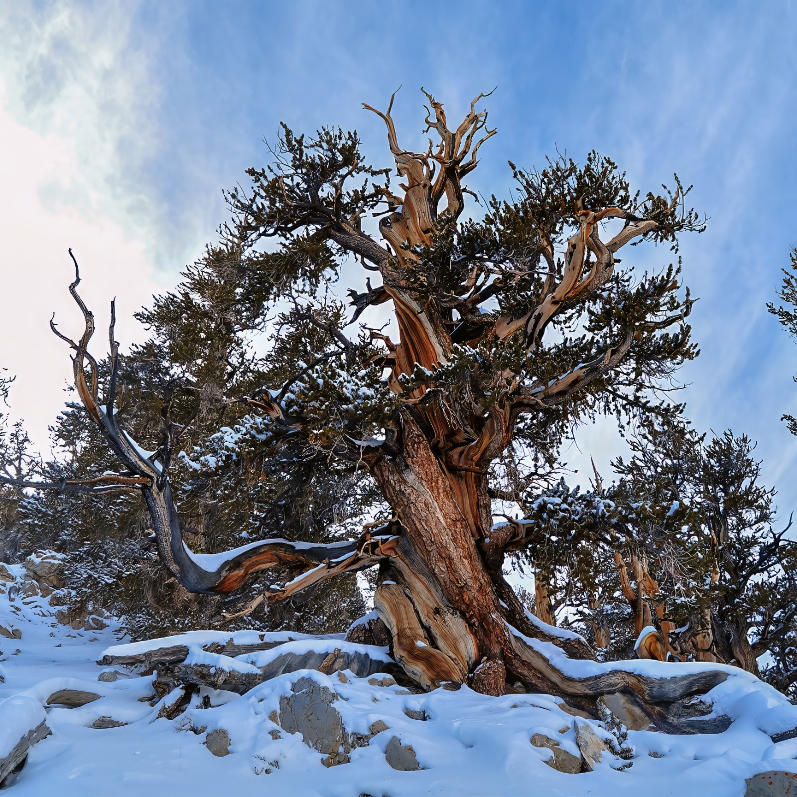 10 Bristlecone Pine Seeds (Pinus aristata) “OLDEST Living Tree in the WORLD!”