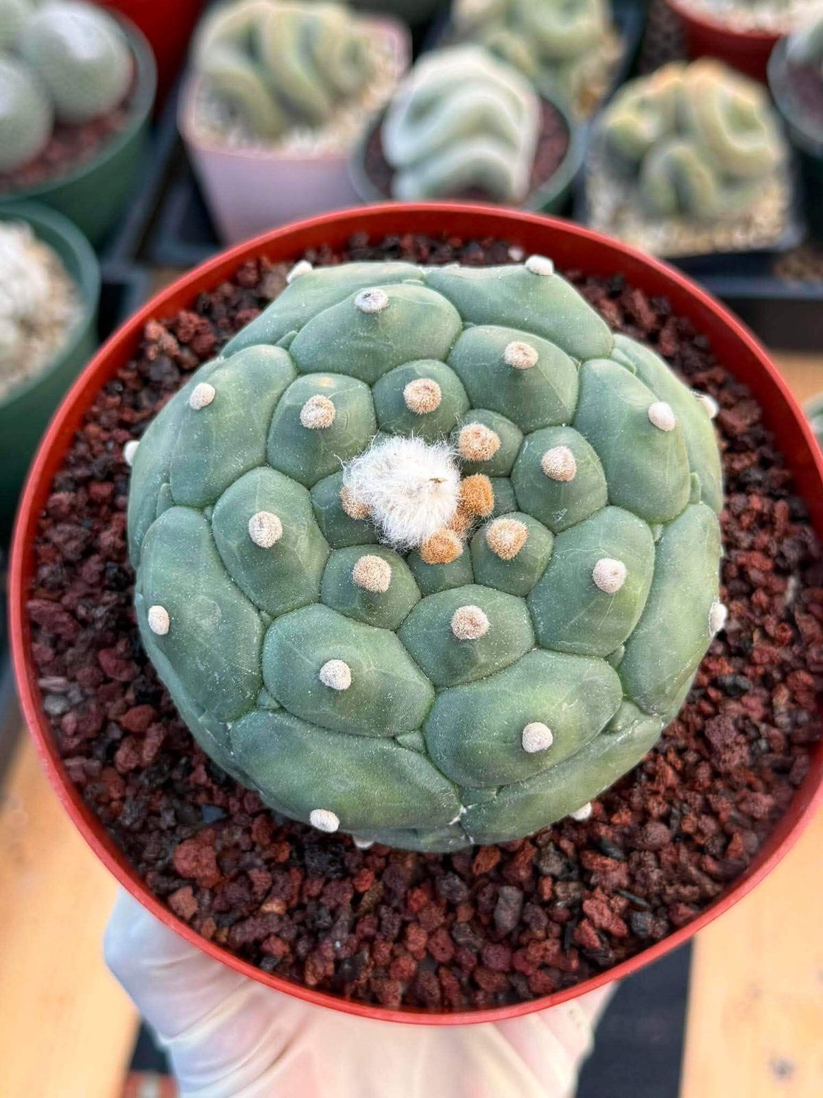 Astrophytum Kikko Turtle Form #251 | Rare Collector Cactus