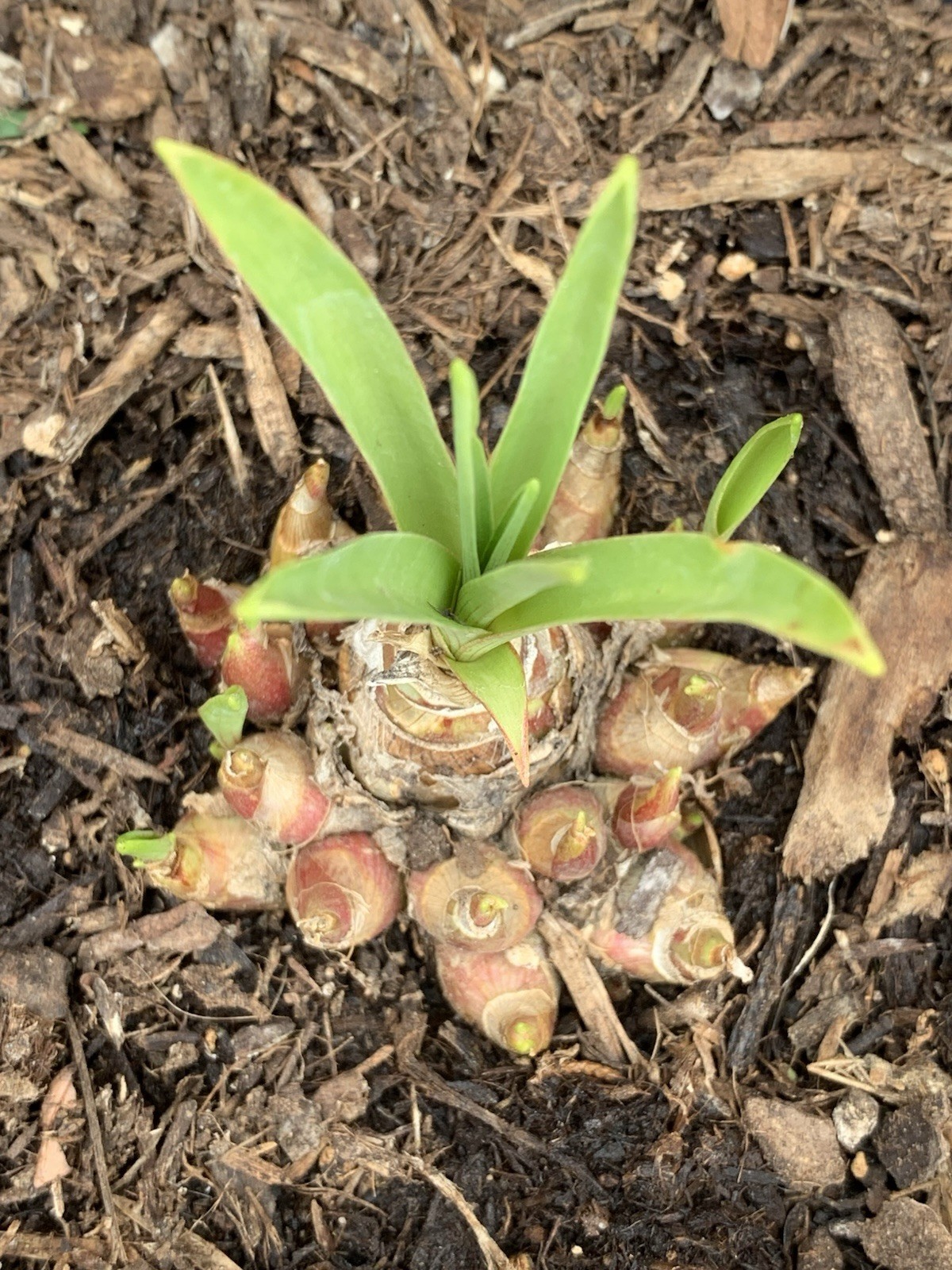 2 Tuberose Fragrance Double Pearl 2 Clump,Bulbs 5+Sz M/L sprouted Ready To Plant