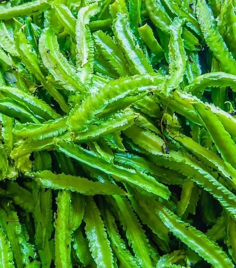 Winged Bean Seeds for Planting, Organic, Heirloom, Non-Gmo – 30 Seeds USA Premiu