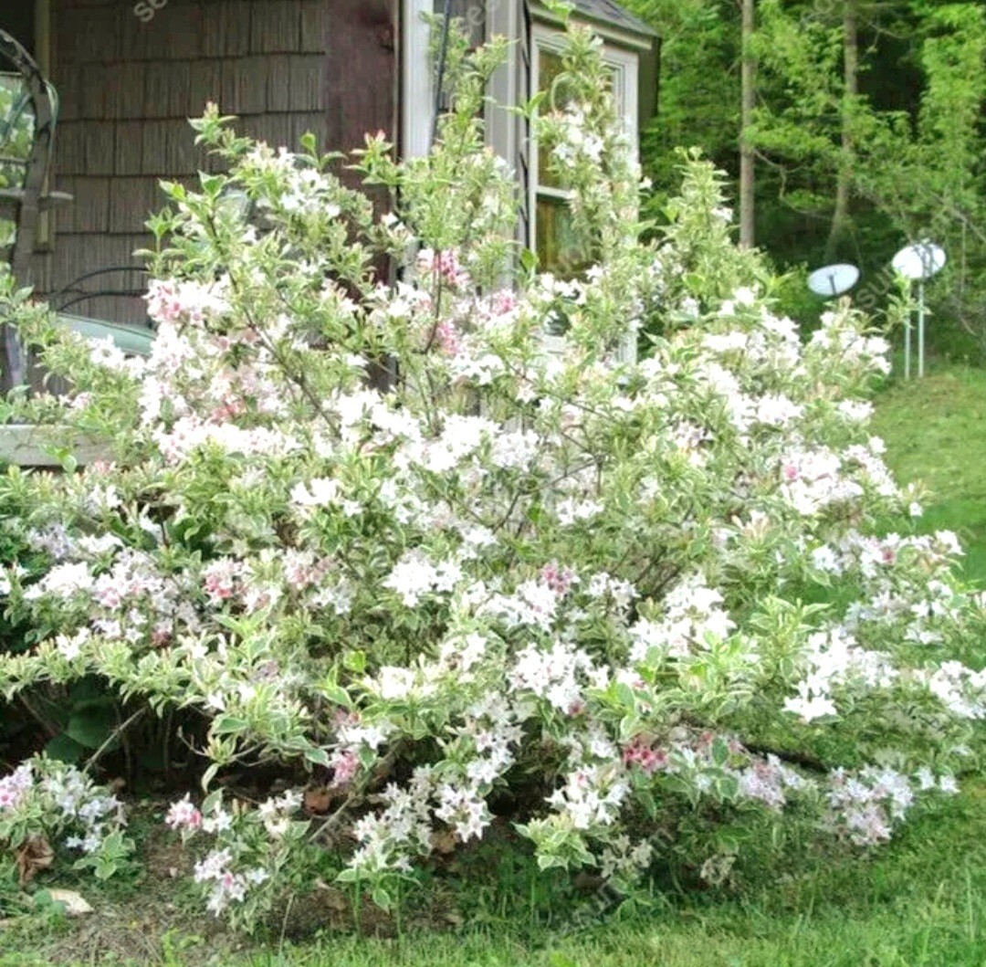 300 White Weigela Seeds, Reblooming Shrub Rare Variety Old Fashioned Weigela