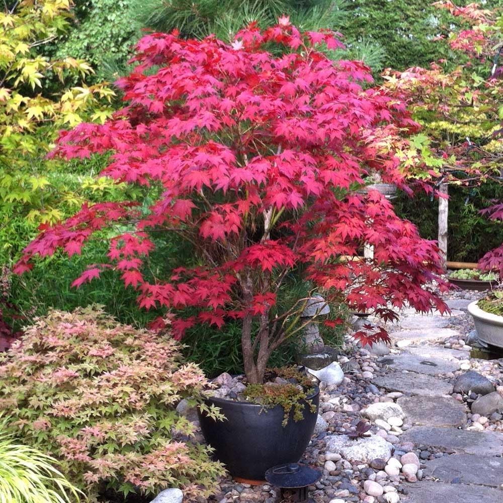 30pcs Japanese Maple Seeds with Striking Red Foliage – Indoor/Outdoor Growth