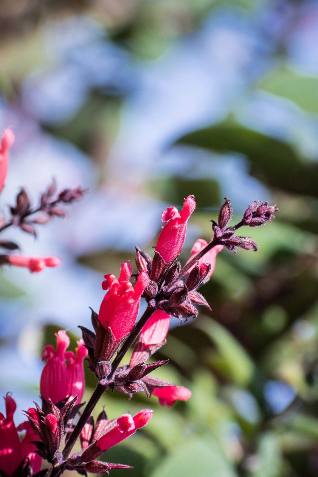 10 Organic California HUMMINGBIRD SAGE Salvia Spathacea Magenta Red Flower Herb