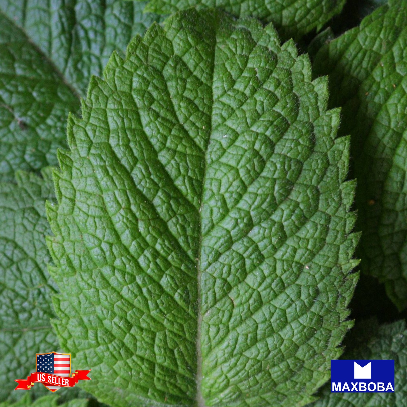 40+ Perilla Green Shiso Herb Seeds Heirloom Non-GMO BTGO 75% OFF