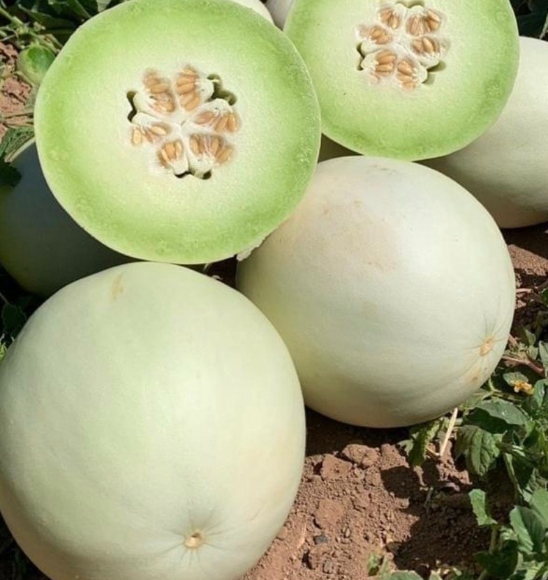 25 Fresh Premium Green Flesh HoneyDew | NON-GMO | Melon Seeds-B 32