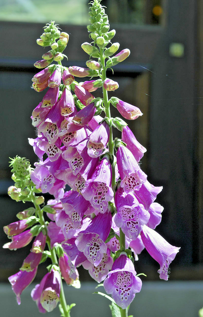 BULK, FOXGLOVE 10,000 SEEDS DIGITALUS PURPUREA, SPOTTED PURPLE OR WHITE FLOWERS