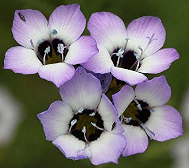 Bird’s Eyes Gilia Tricolor Seeds 300+ Annual Flower USA FREE S&H HUMMINGBIRDS