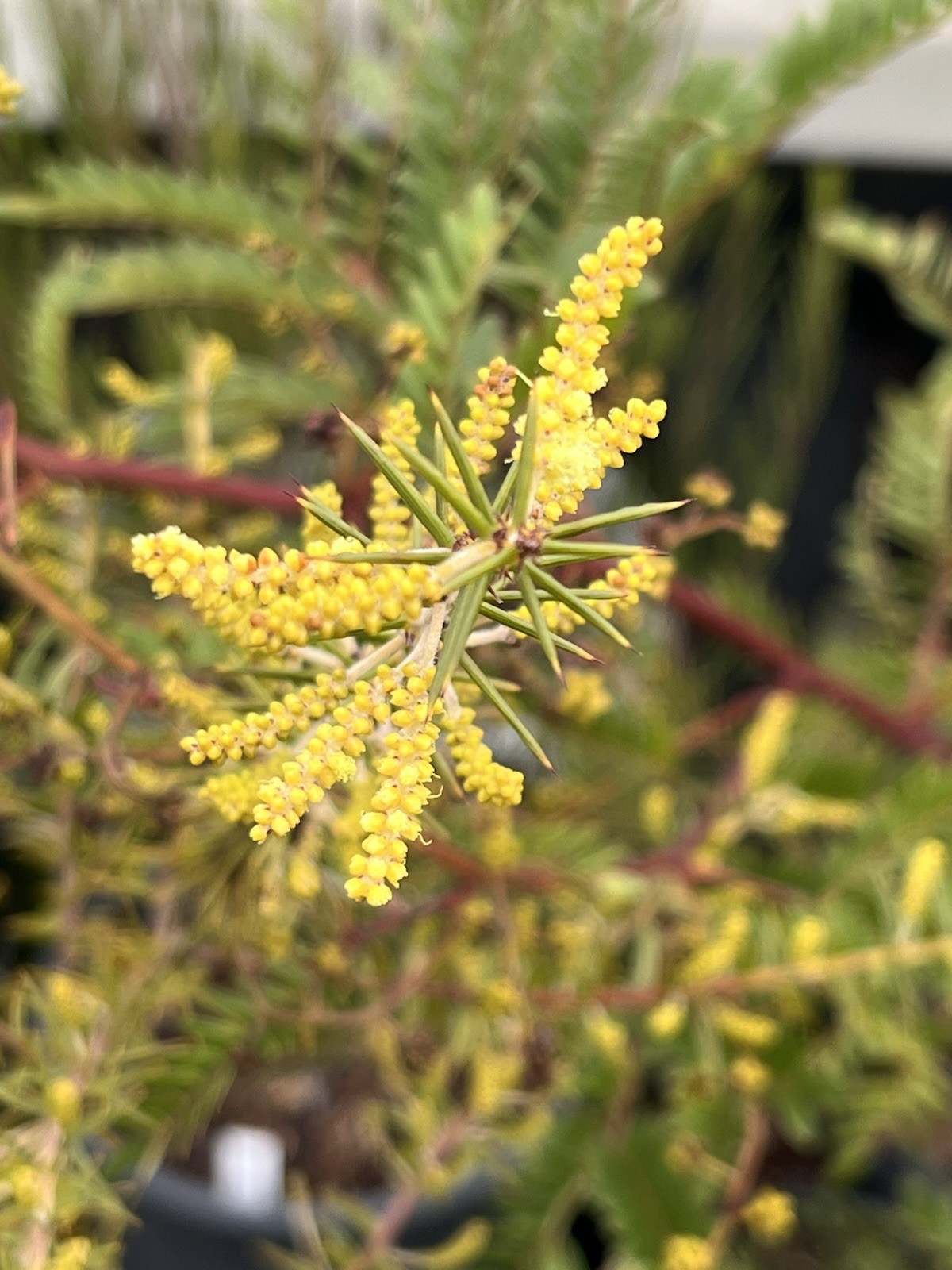 Acacia, Callistemon, Eucalyptus, Melaleuca, Seeds