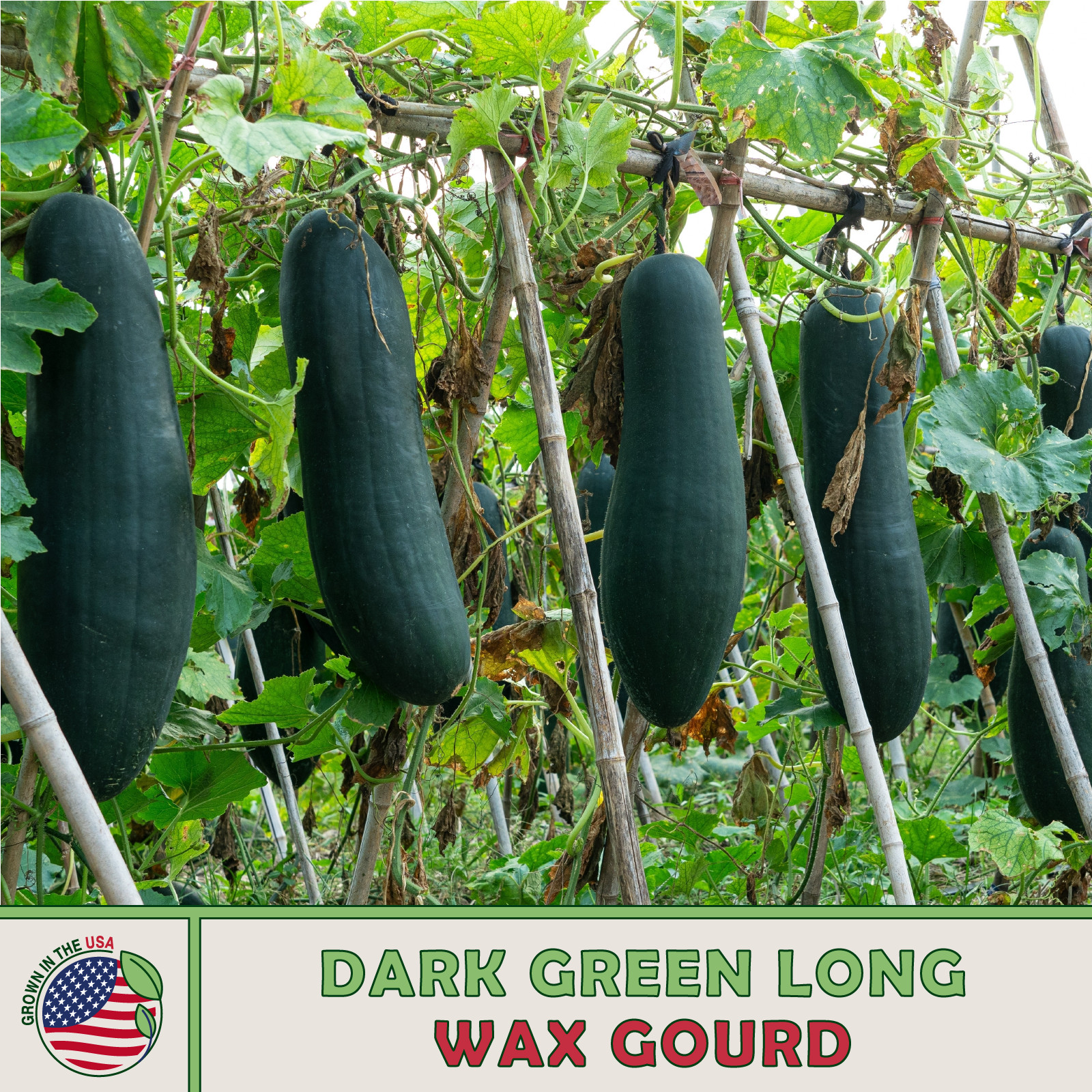 10 Dark Green Long Wax Gourd Seeds, Heirloom, Non-GMO, Genuine USA