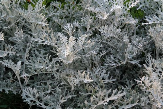 200+ Silverdust Seeds | Dusty Miller (Cineraria Maritima)