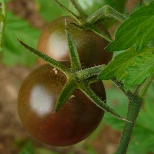 Tomato Black Cherry (Lycopersicon Esculentum) Great Garden Vegetable 50 Seeds