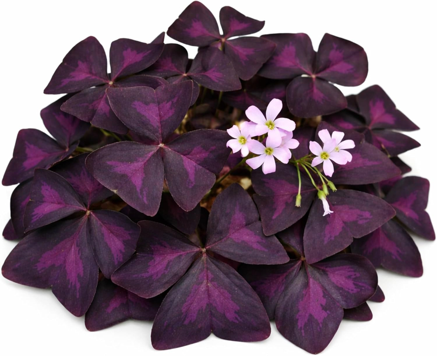 Easy to Grow Oxalis Triangularis Purple Shamrocks Pack of 20 Plant Bulbs – Purpl