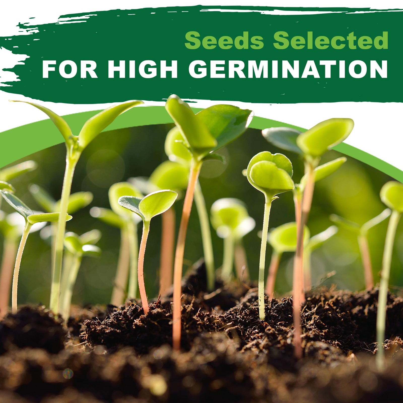 – Sweet Banana Pepper Seeds for Planting, 1 Gram, 140+ Heirloom Seeds, Non-GM…