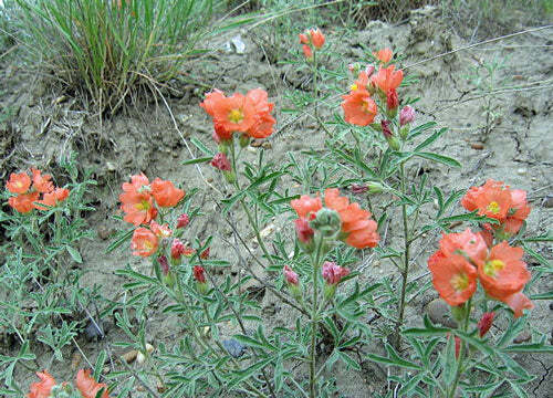 Sphaeralcea coccinea | Scarlet Globemallow | Copper Mallow | 10 Seeds