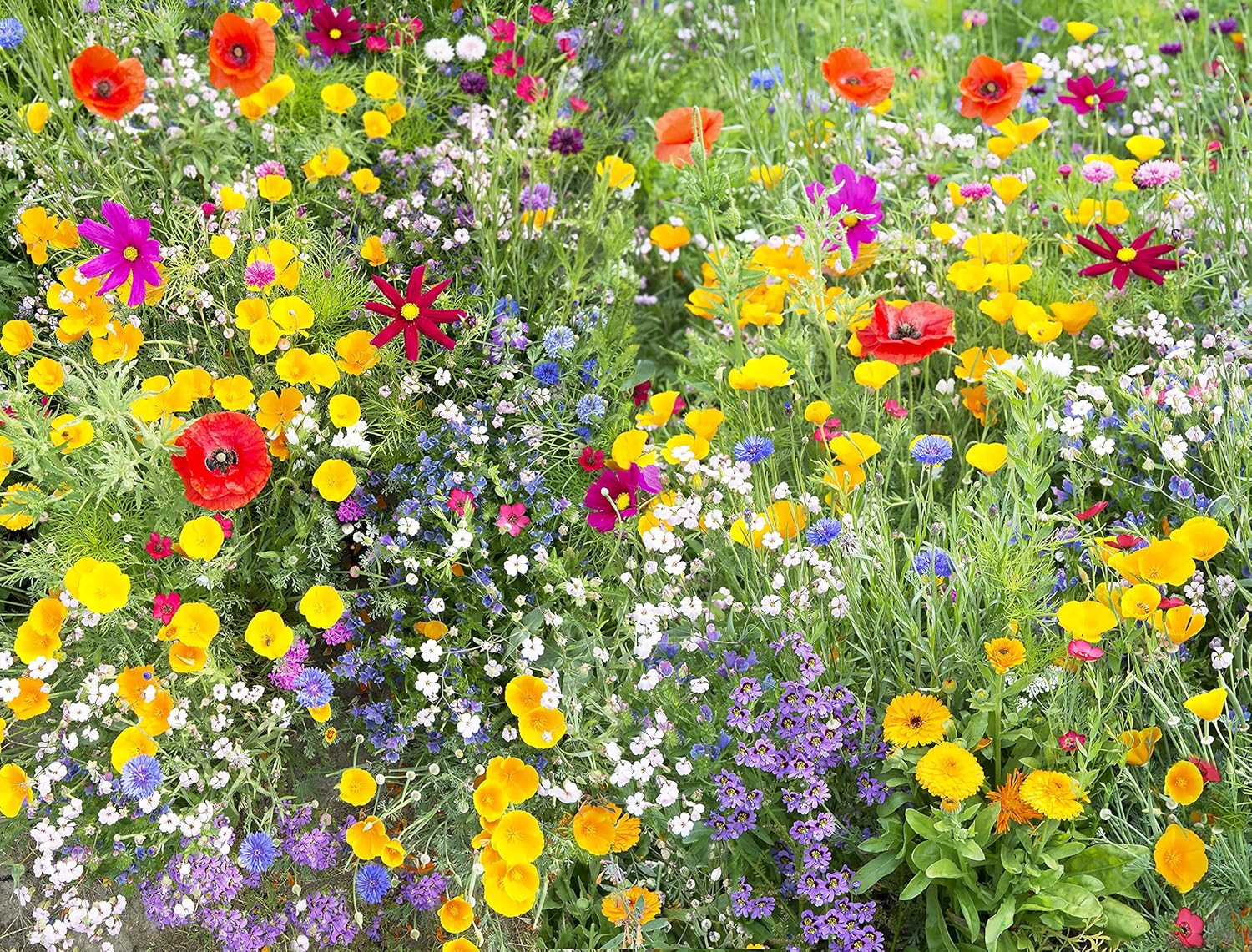 Perennial Wildflower Seeds Package with 25 Different Varieties 100,000 Seeds, Hu