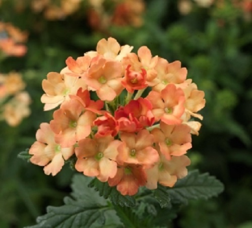 BIN#1R3D3 Verbena Seeds Obsession Apricot 50 Verbena Seeds