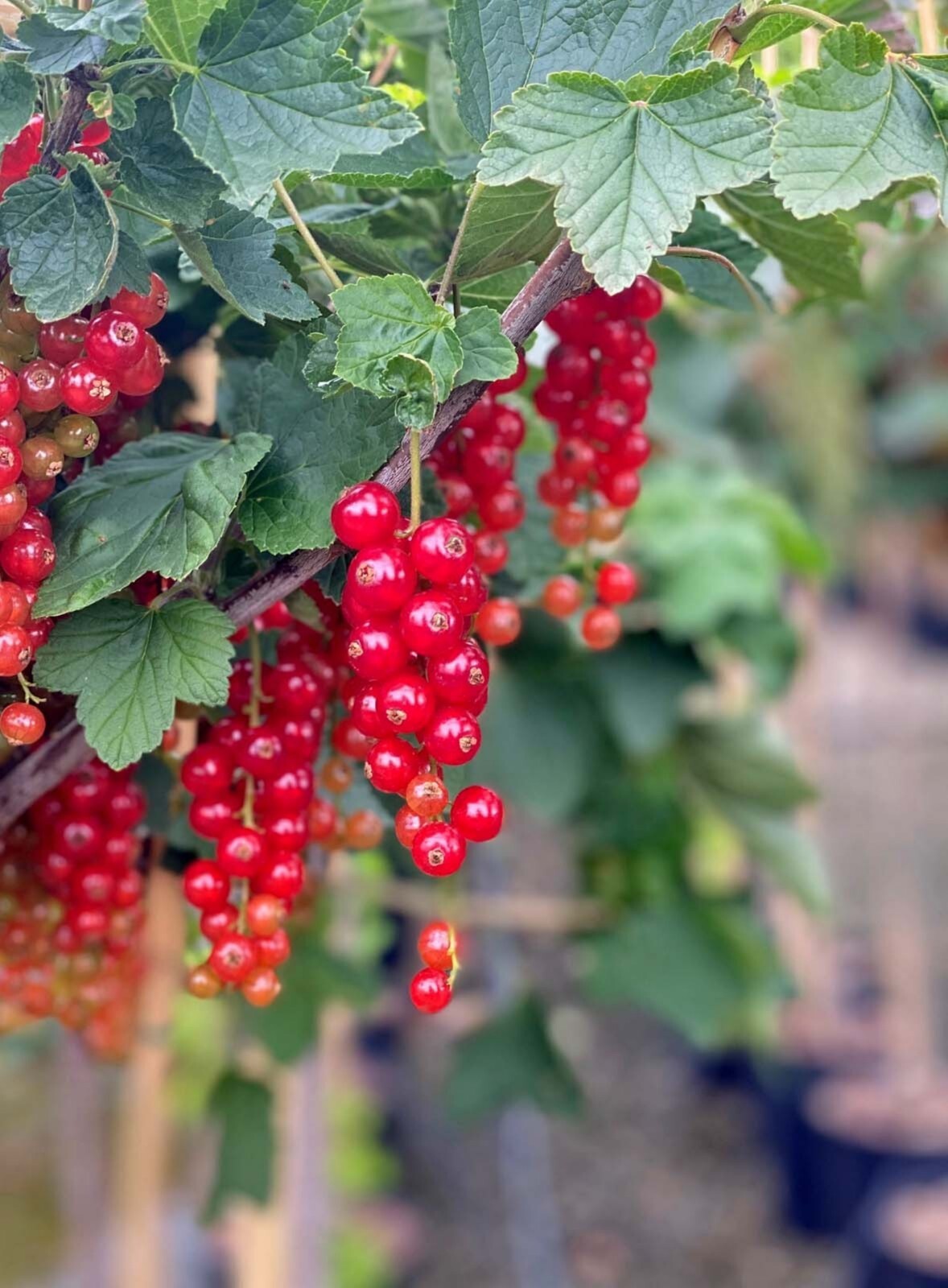 Laxton’s #1 Red Currant, 1 rooted plant 2-4″ tall, 1 year old Bare Root