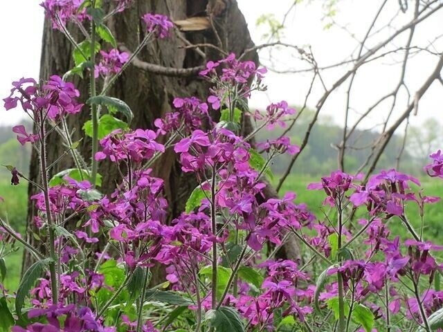Burpee Money Plant Lunaria Seeds Perennial 500 mg. Full Sun or Part Shade Packet