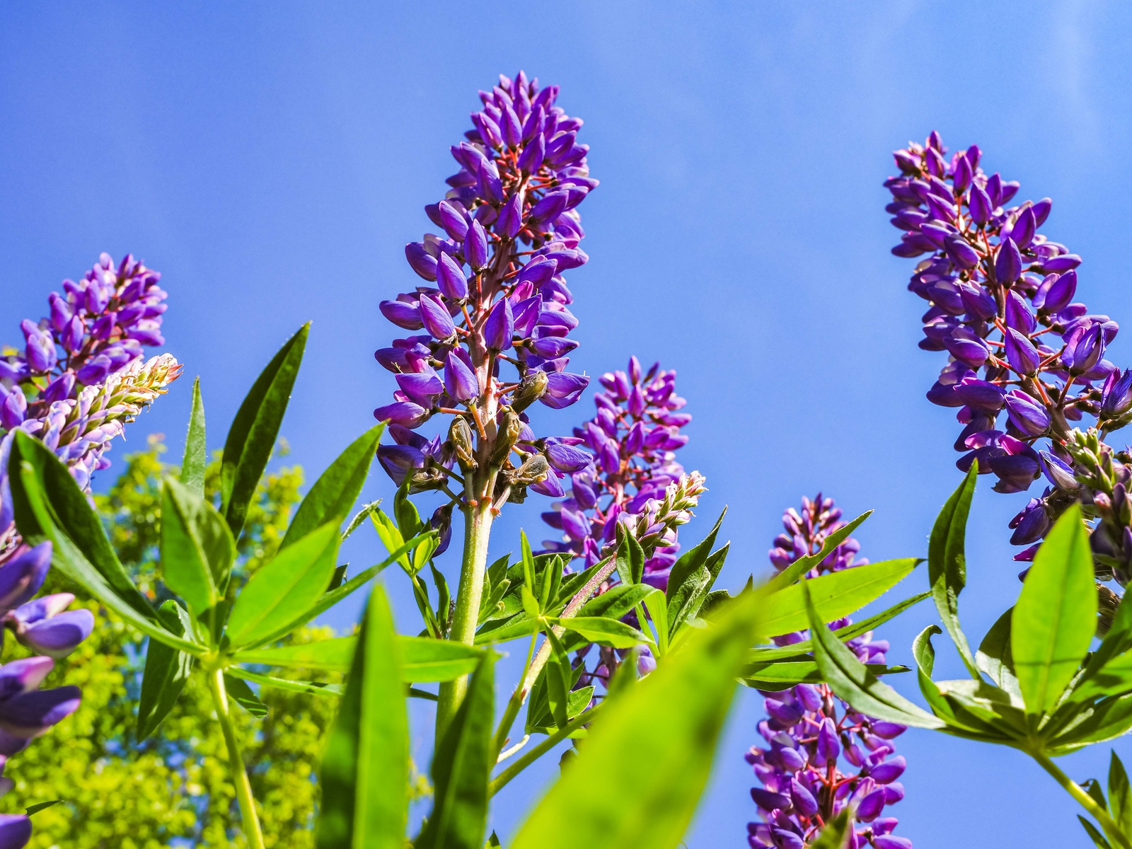 100 PERENNIAL LUPINE Blue Violet Lupinus Perennis Wild Sundial Purp Flower Seeds