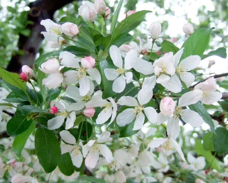 25+ Harvest Gold Crabapple Seeds for Garden Planting – USA – FREE SHIPPING!