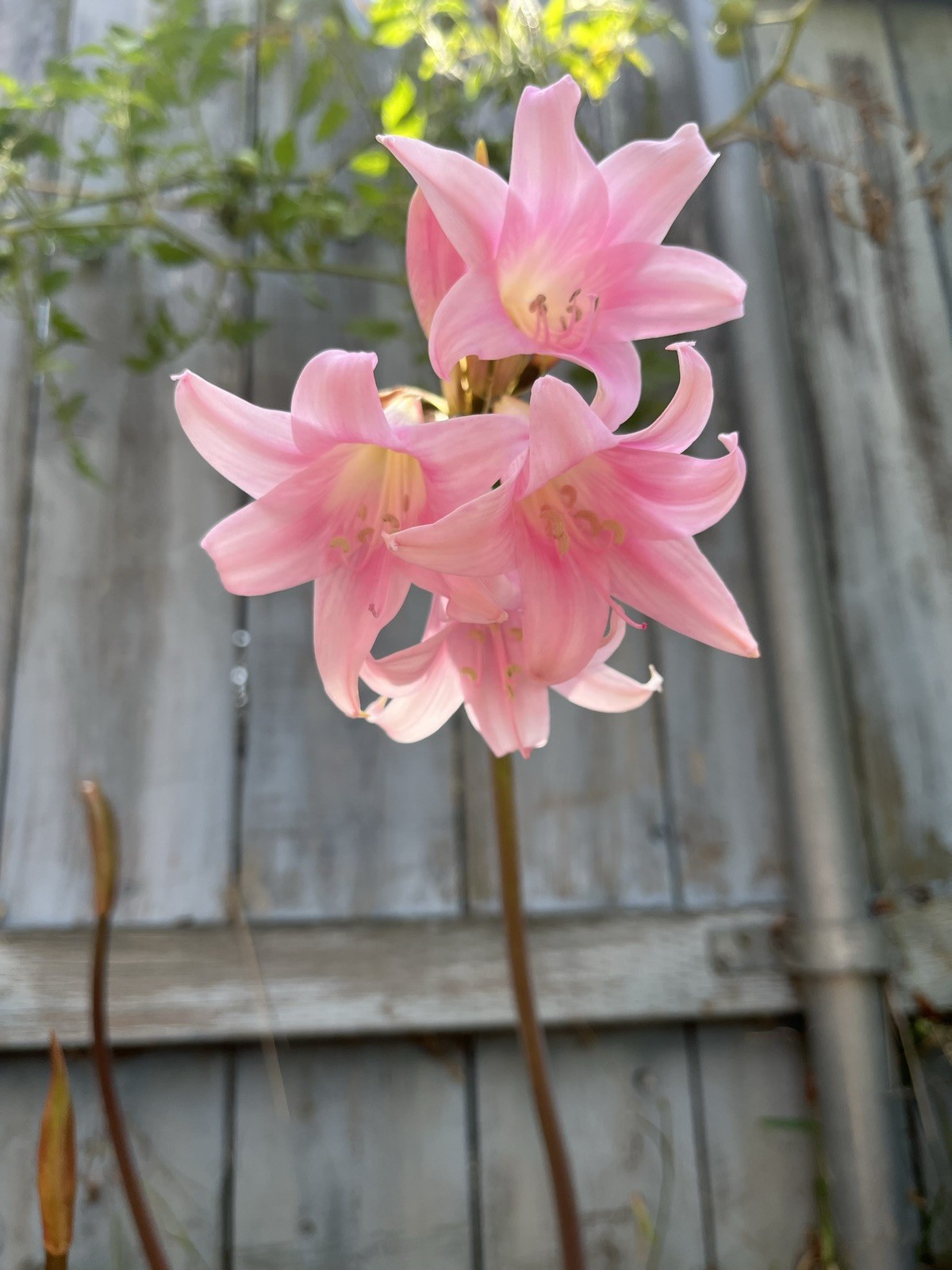 Amaryllis Belladonna Pink Naked Lady Lilies 3 Large bulbs