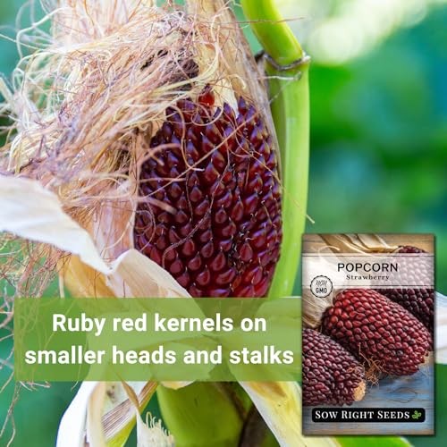 – Strawberry Pop Corn Seed for Planting – Non-GMO Heirloom Packet with 1
