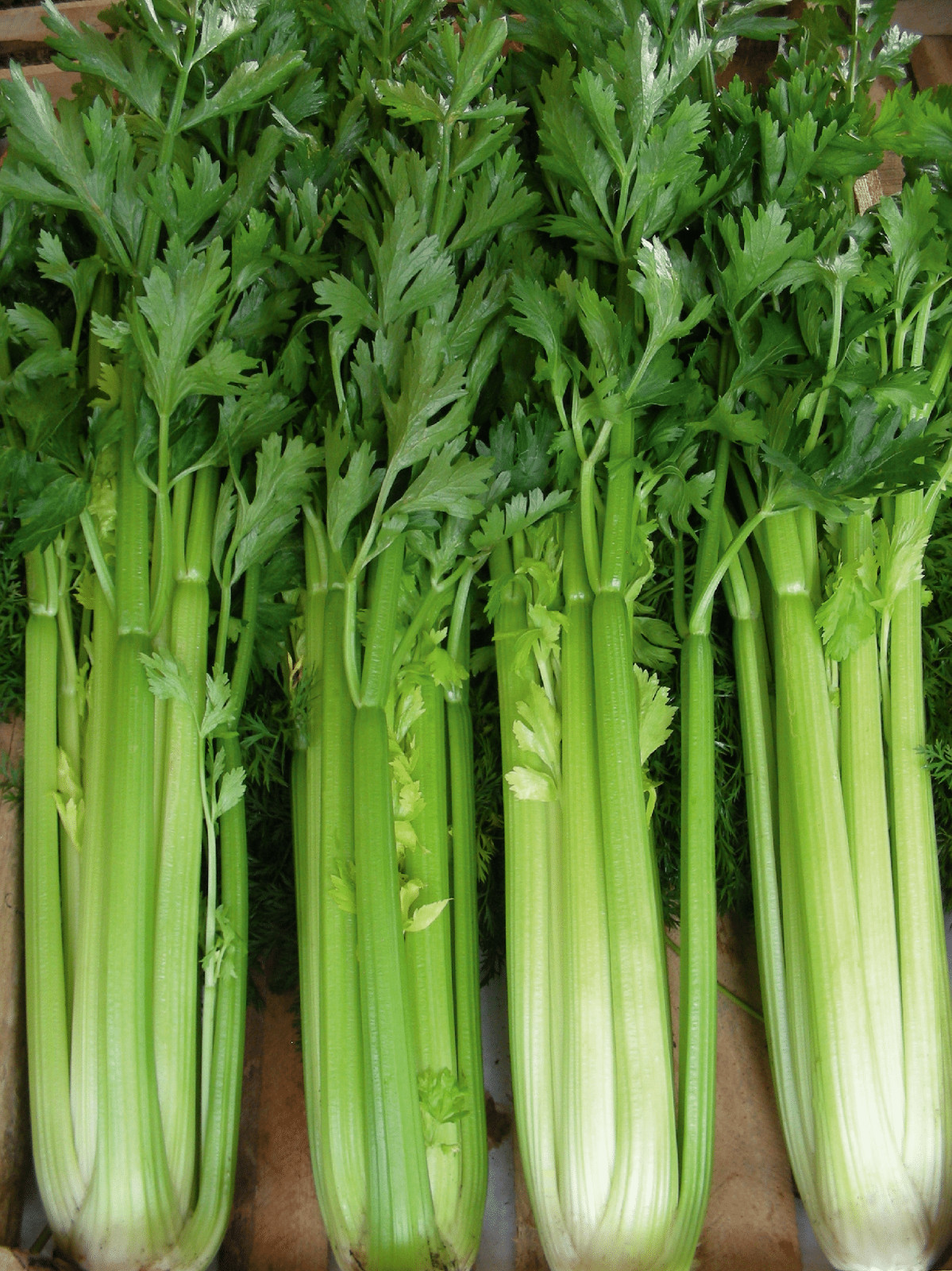3000+ TALL UTAH CELERY SEEDS — CRISP —— STRINGLESS