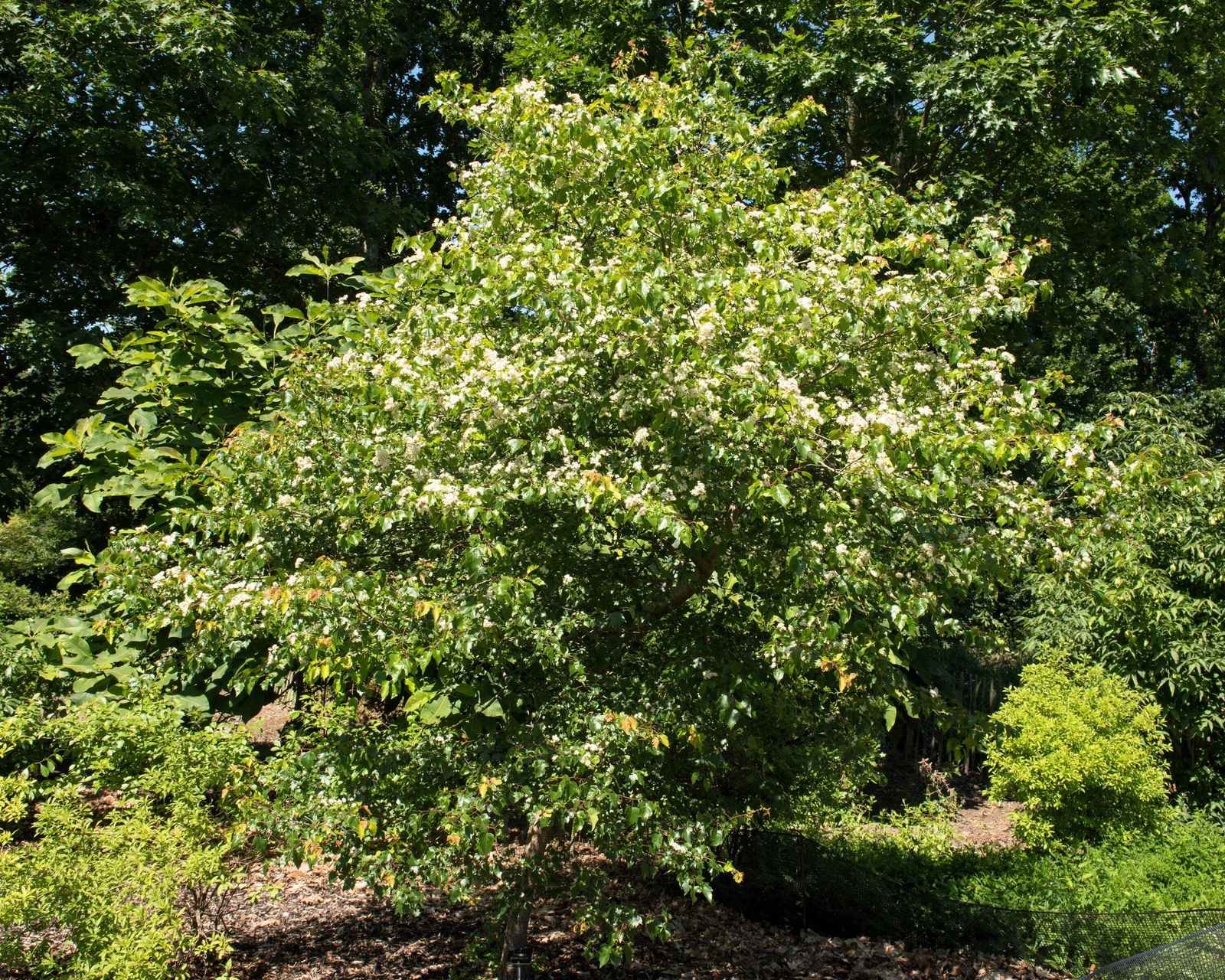 50 WASHINGTON HAWTHORN Crataegus Phaenopyrum Mayflower Shrub Tree Fruit Seeds