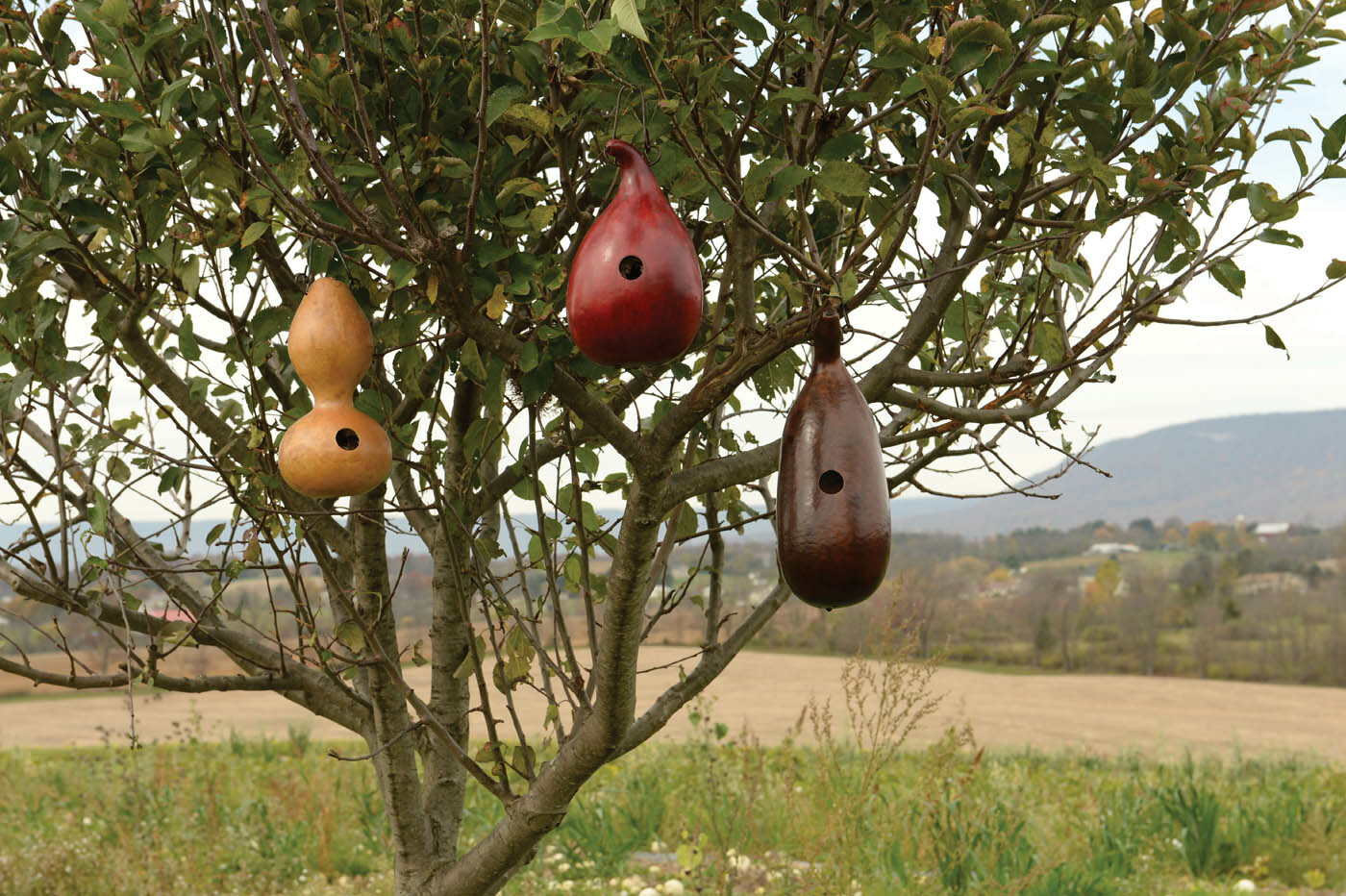 Gourds Seeds – Birdhouse – Heirlooms – 2.grams