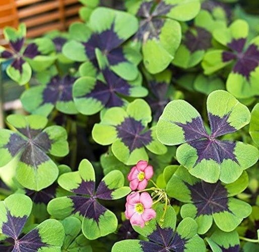 Green Shamrock Bulbs 15 Luck Oxalis Bulbs to Plant, Easy to Grow Indoors