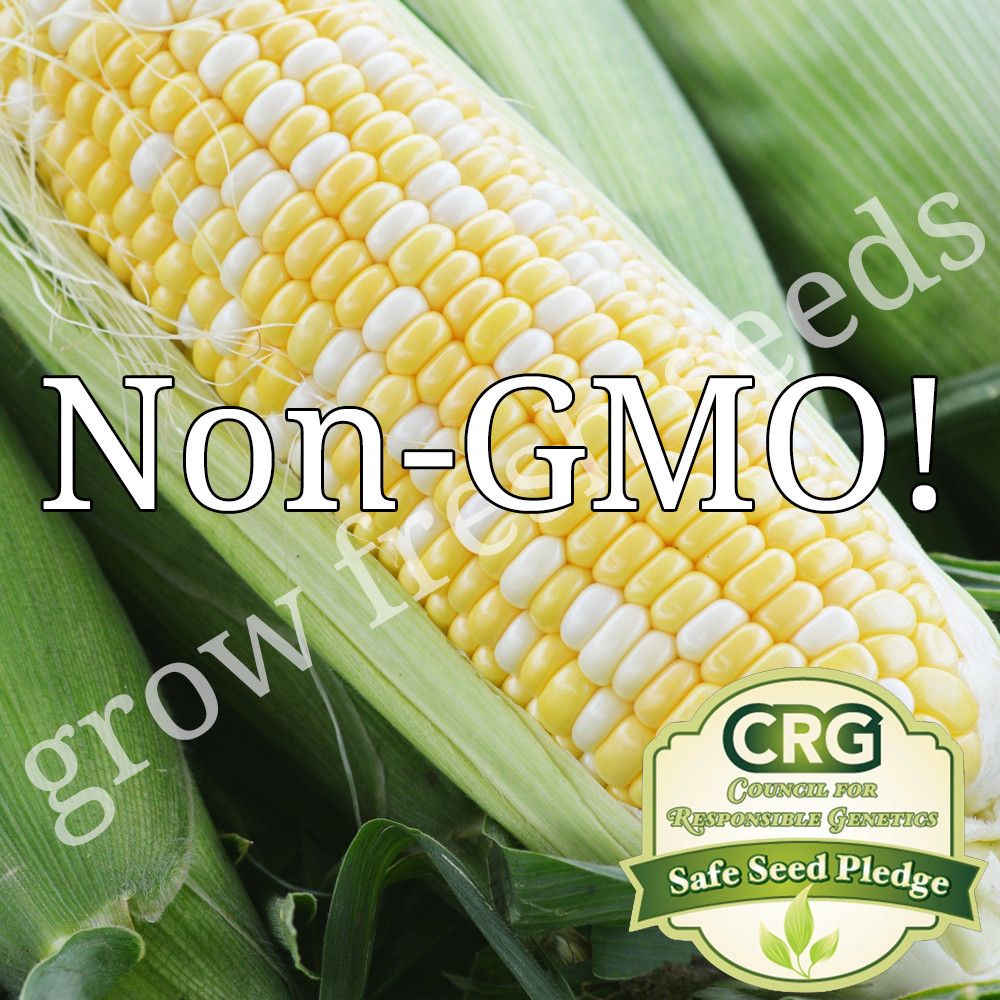 Serendipity Corn Seeds | Bulk Non-GMO Sweet Corn Garden Seeds UNTREATED
