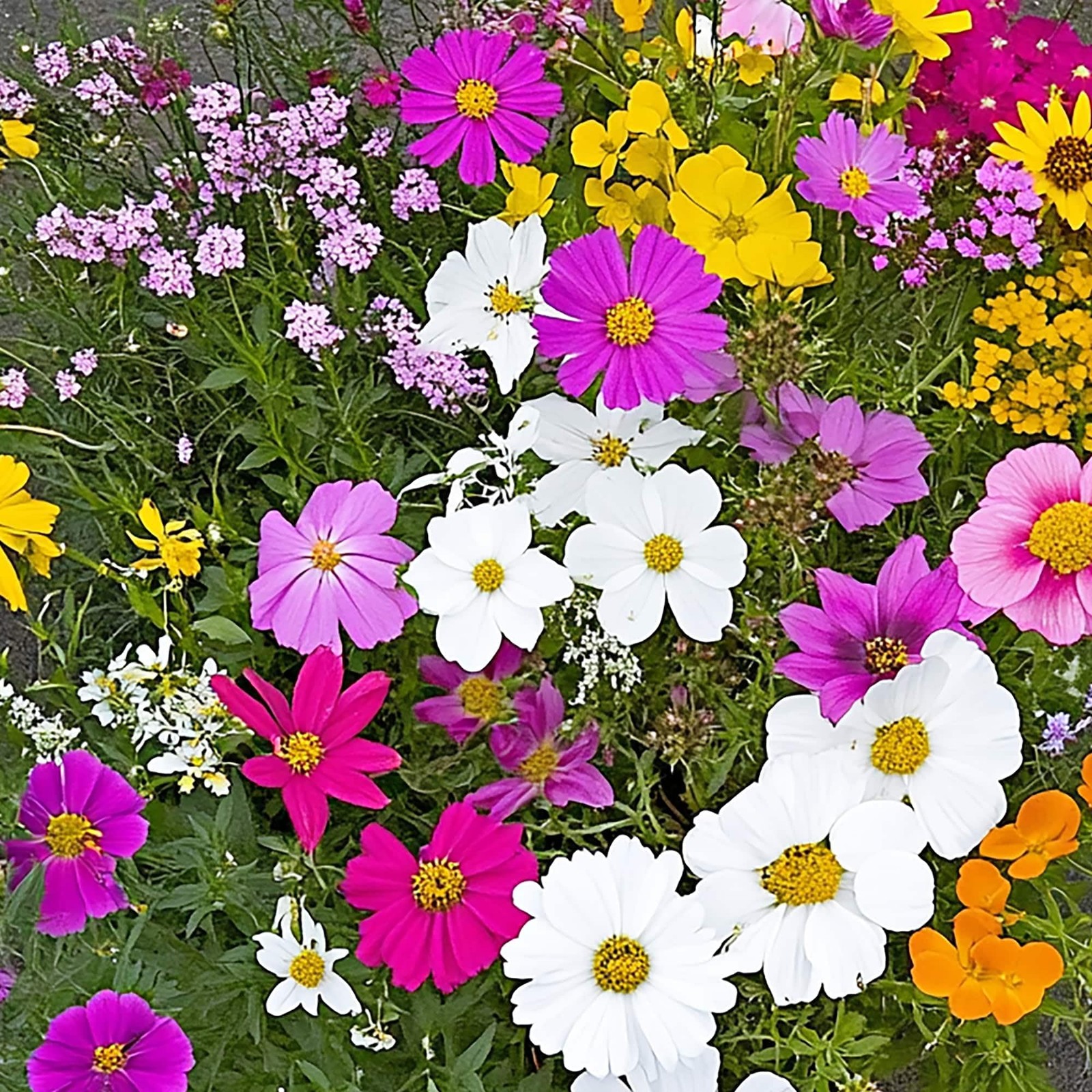 Monarch Butterfly Wildflower Mix – Non-GMO Flower Seeds, 1 lb