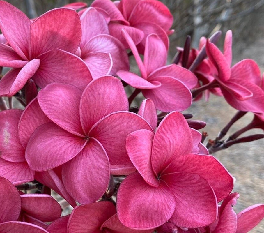 5 Plumeria Seeds Perennial Flowers Flower Frangipani US SELLER ” Pink Purple”
