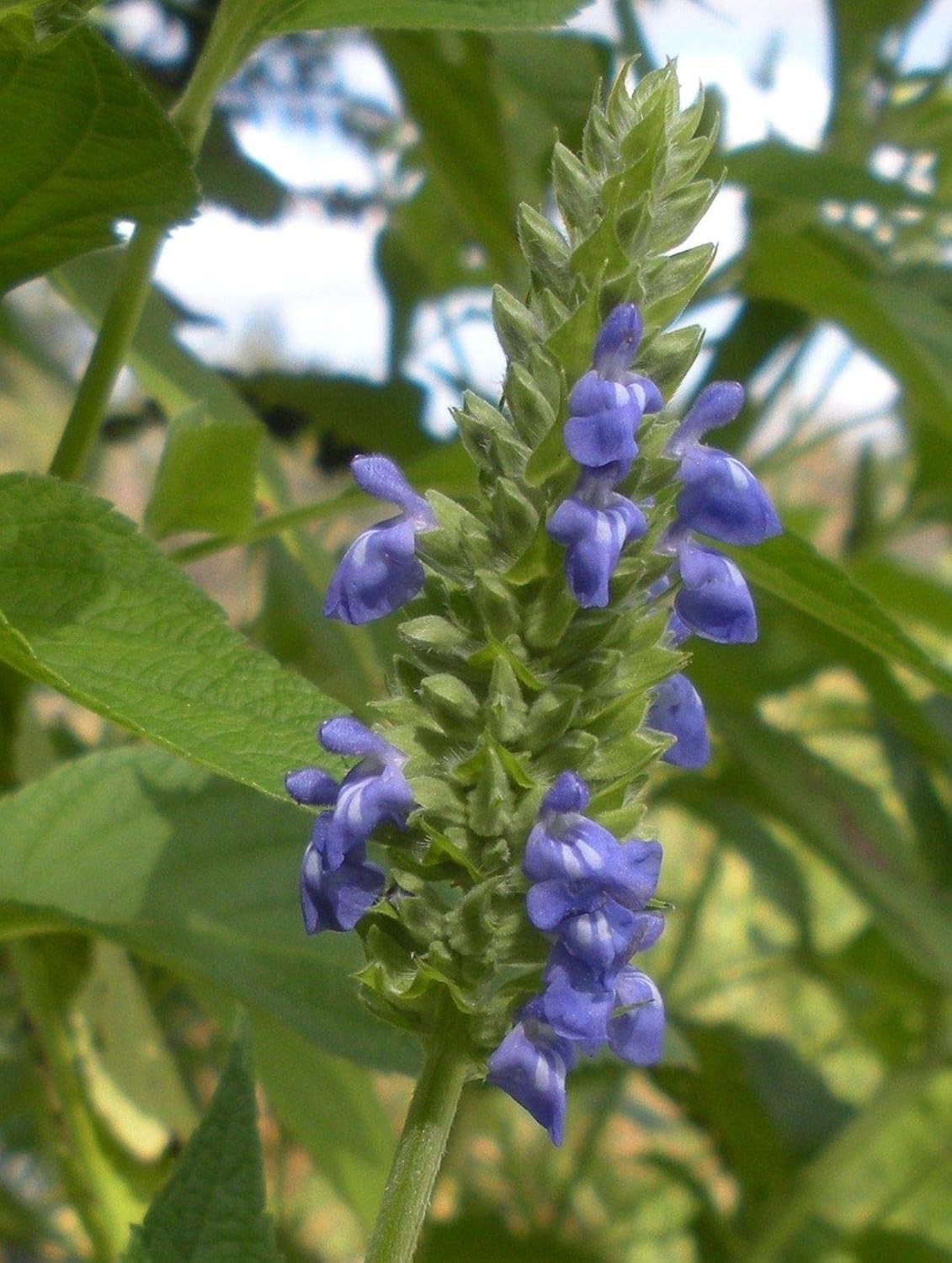 Chia Seeds for Planting – 1000+ Heirloom Seeds – Non-GMO Salvia hispanica